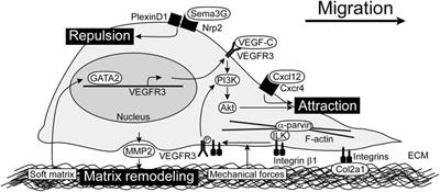 From lymphatic endothelial cell migration to formation of tubular lymphatic vascular network